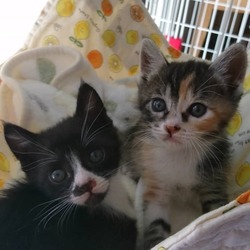 千葉県八千代市  ふくねこや里親会 サムネイル2