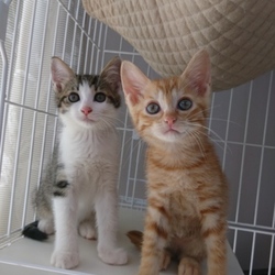 千葉県八千代市  ふくねこや里親会 サムネイル3