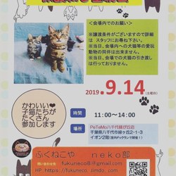 千葉県八千代市  ふくねこや里親会 サムネイル1