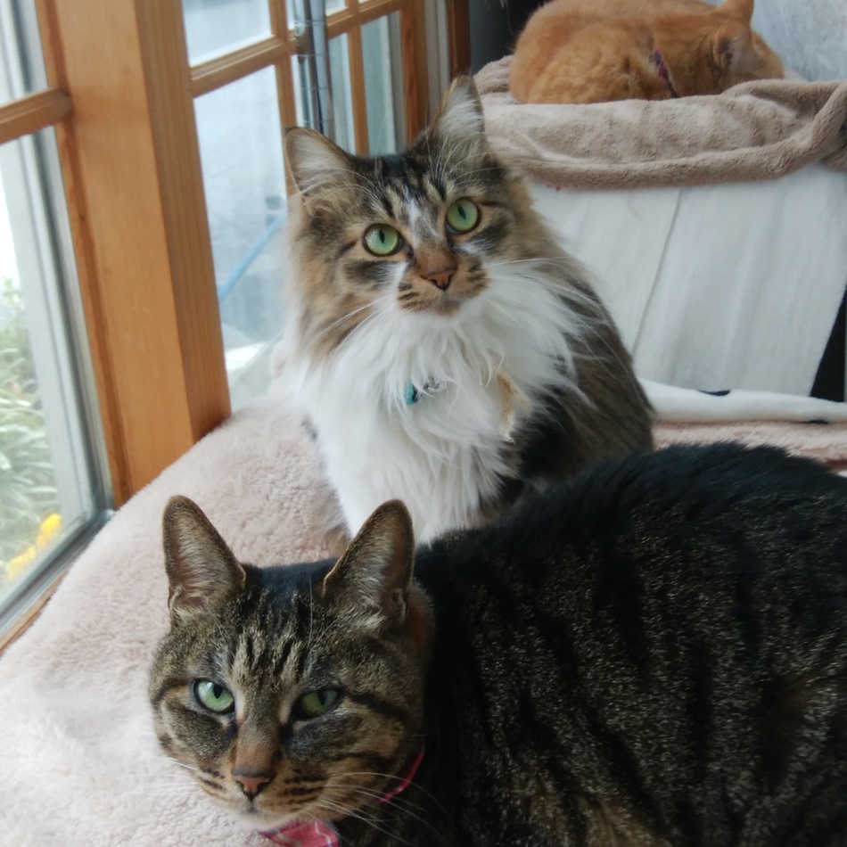 ルルのカバー写真