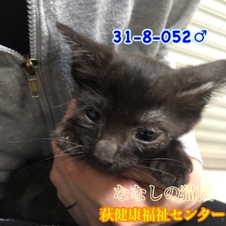 可愛い黒子猫君♂052 兄妹で収容