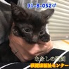 可愛い黒子猫君♂052 兄妹で収容 サムネイル2