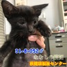 可愛い黒子猫君♂052 兄妹で収容 サムネイル3