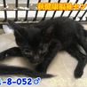 可愛い黒子猫君♂052 兄妹で収容 サムネイル4