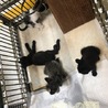 可愛い黒子猫君♂052 兄妹で収容 サムネイル6