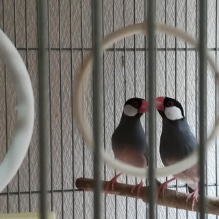 仲良し文鳥