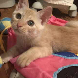 抱っこ大好き、甘えん坊なタイタン♂