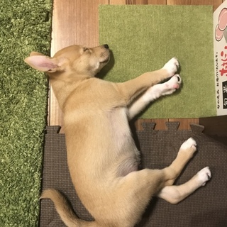 子犬の里親様募集