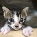 子猫保護しました、飼ってくださる方募集します。