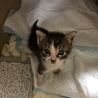 子猫保護しました、飼ってくださる方募集します。 サムネイル2