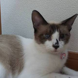 しーちゃん♡小柄なシャムミックス、控えめな子です