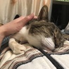 mooncats
