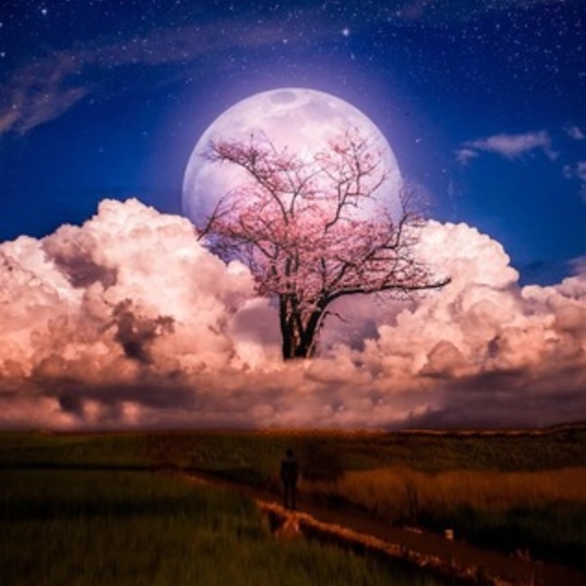mooncatsのカバー写真