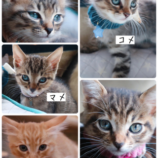 天使の可愛さ5兄妹