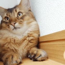 隙間に挟まるうちのソマリです