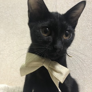 おめめまんまる美少年くろたん３か月