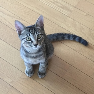 トライアル決定☆ちまき