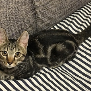 トライアル決定☆よもぎ