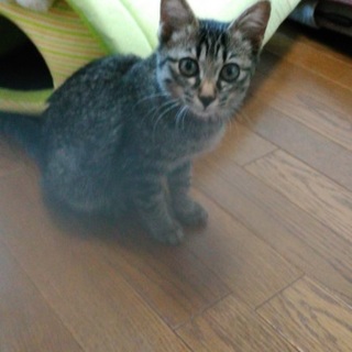 保護猫もらってください❗里親決定!