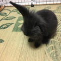 アメリカンファジーロップのウサギさんです