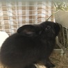 アメリカンファジーロップのウサギさんです サムネイル2