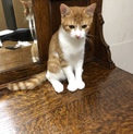 人懐っこく飼いやすい