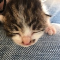 生後3.4日の子猫ちゃんです