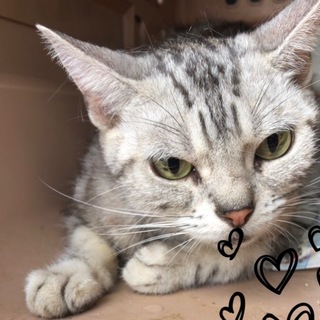 アメリカンショートヘアのたまちゃんです☆