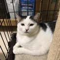 丸顔童顔まったりのミモザちゃん