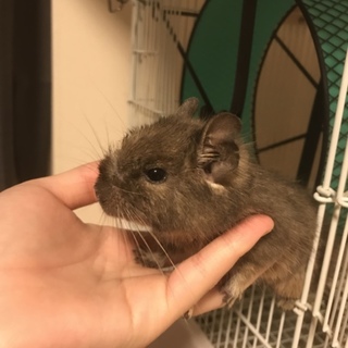 男の子デグー 里親決定