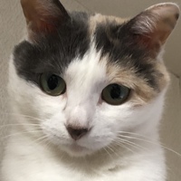 あん