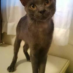 アクロスプラザ三芳犬猫里親会 サムネイル3