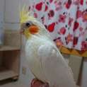 オカメインコ♀（ルチノー）募集停止します