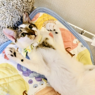 犬も大丈夫！【猫飼い初心者・単身者にもオススメ】