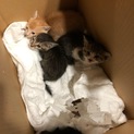 4匹の子猫達の里親を募集します