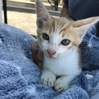 茶白の猫家族として可愛いがって下さい〜