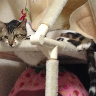 成猫（５歳）里親さん急募