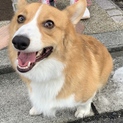 元気なコーギー(1歳半オス)