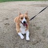 元気なコーギー(1歳半オス) サムネイル2