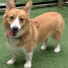 元気なコーギー(1歳半オス) サムネイル4