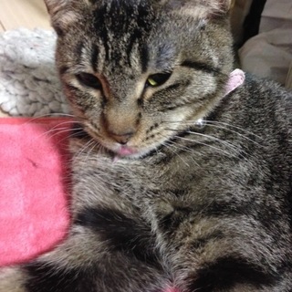 成猫（５歳）里親さん急募　キジトラちゃん