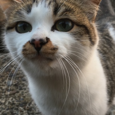 うち猫グレーちゃん