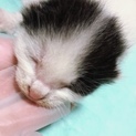 生後間もない子猫です！