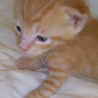 生後２３日目の可愛い茶とら男の子パパママ募集中❗️