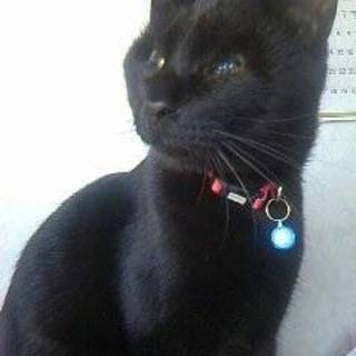 毛並みの綺麗な猫です！よろしくお願いします！