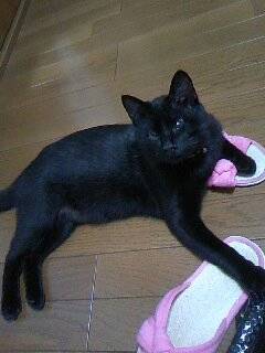 毛並みの綺麗な猫です！よろしくお願いします！ サムネイル2