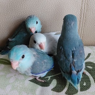 里親募集を中止します