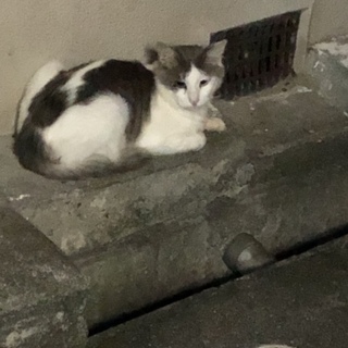 大人しくとても優しい男の子です。