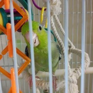 里親募集を中止します