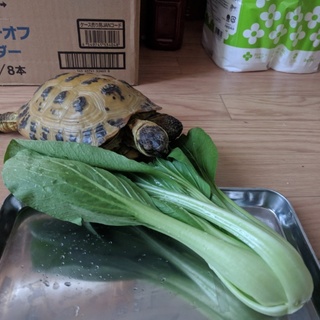 【ロシアリクガメ】16歳、メス（人懐こい、健康な子